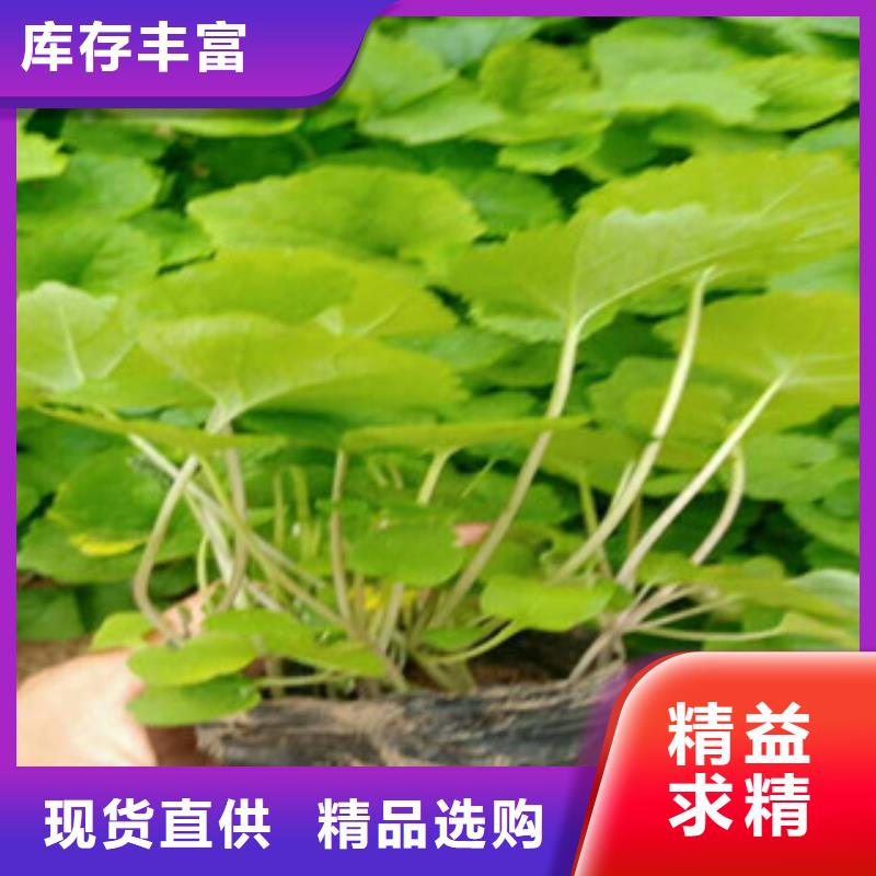 【花海景觀】水生植物/荷花睡蓮工藝成熟