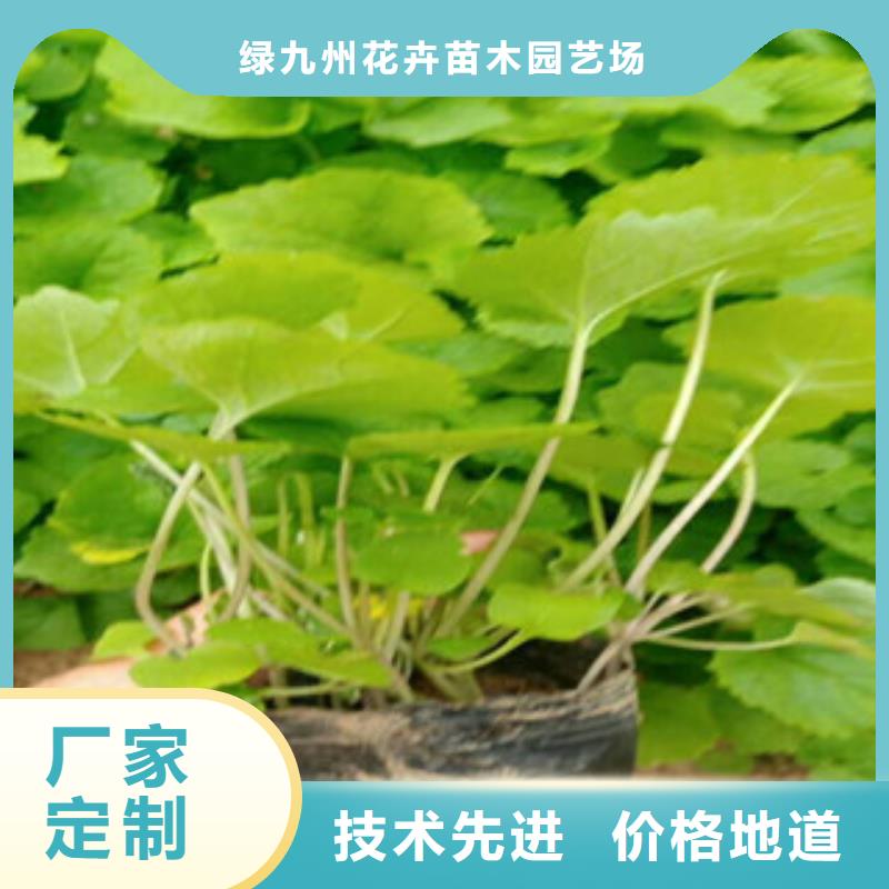 花海景觀五一國慶草花批發可定制有保障