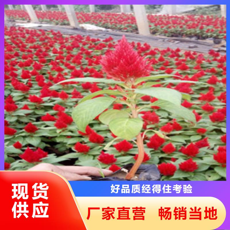 花海景觀魯冰花/粉黛亂子草精工打造