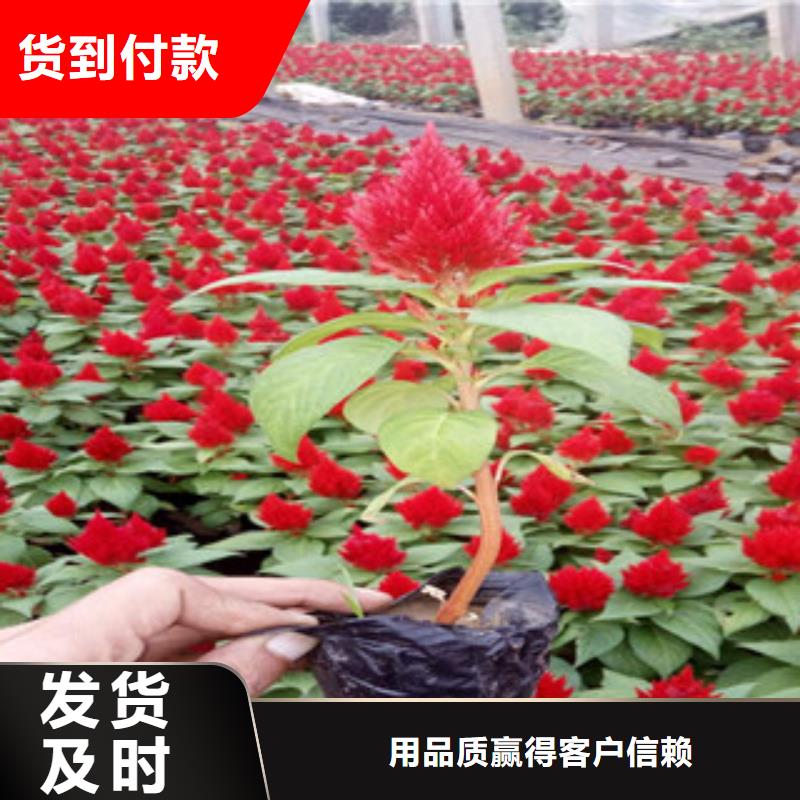 【花海景觀水生植物/荷花睡蓮品質(zhì)不將就】