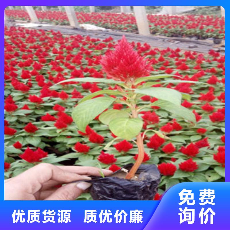 【花海景觀】魯冰花/粉黛亂子草自營品質(zhì)有保障