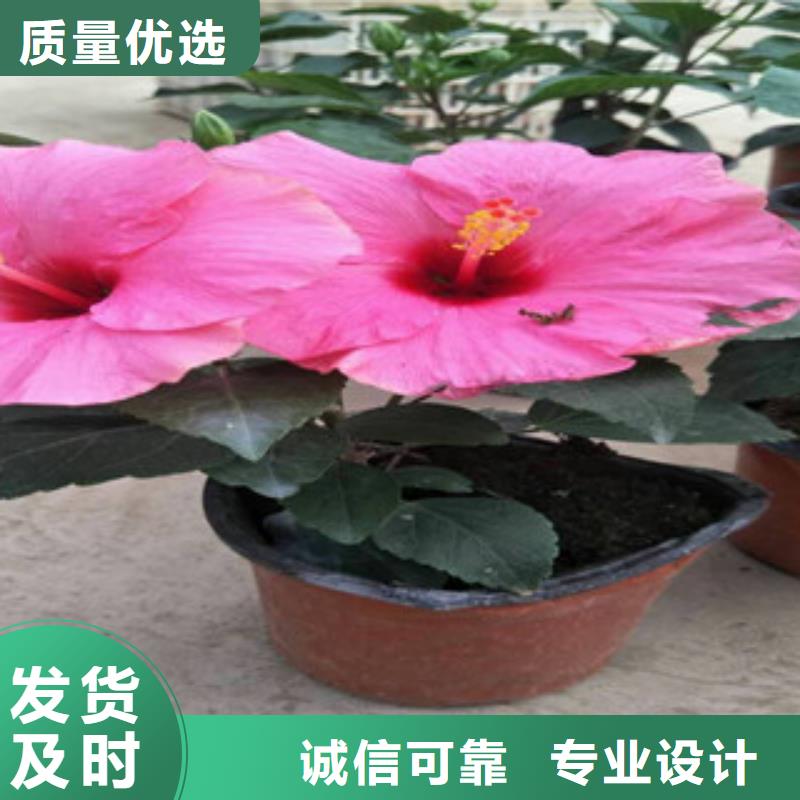 花海景觀耐寒耐旱草花基地真材實料加工定制