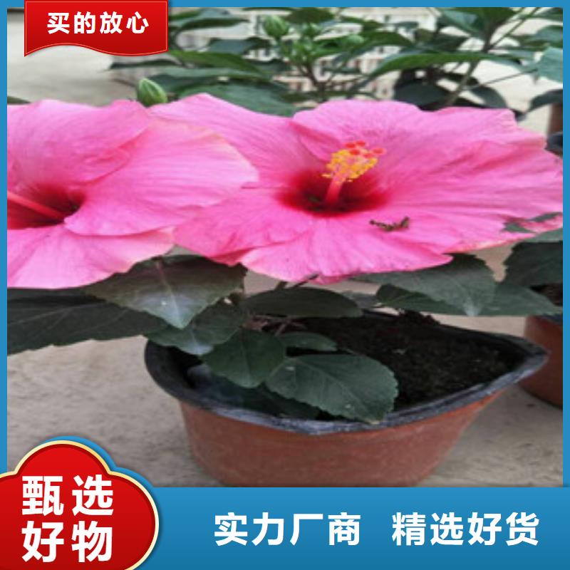 花海景觀_花海景觀工程大量現(xiàn)貨供應(yīng)