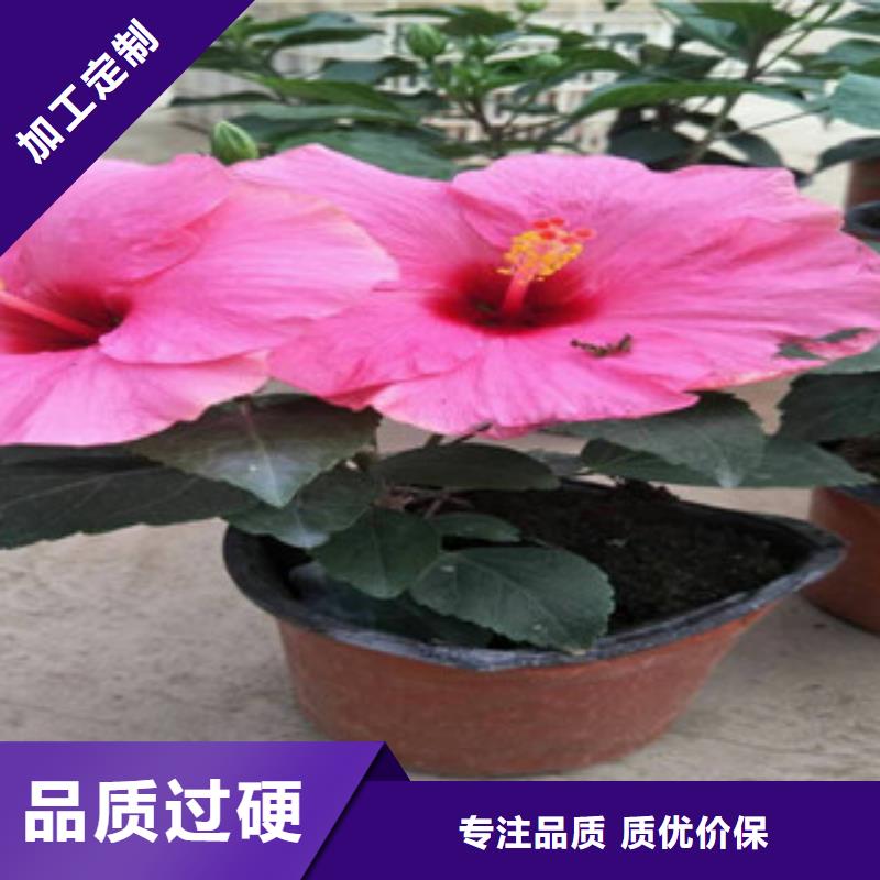 【花海景觀水生植物/荷花睡蓮品質(zhì)不將就】