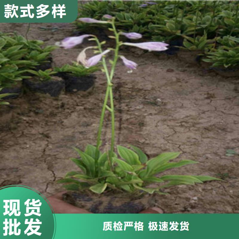 【花海景觀水生植物/荷花睡蓮品質(zhì)不將就】