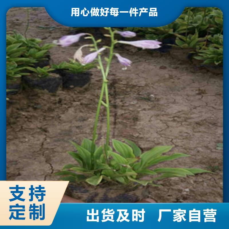 【花海景觀】魯冰花/粉黛亂子草自營(yíng)品質(zhì)有保障