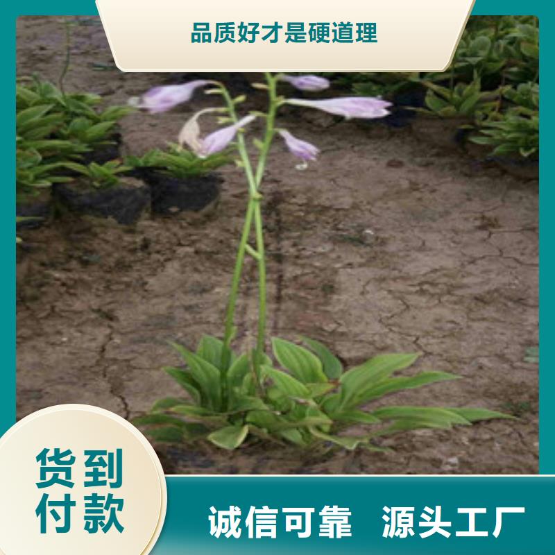 花海景觀,耐寒耐旱草花基地來圖定制