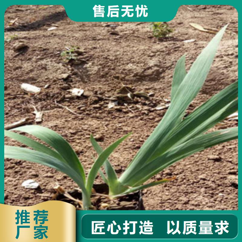 【花海景觀】魯冰花/粉黛亂子草自營品質(zhì)有保障