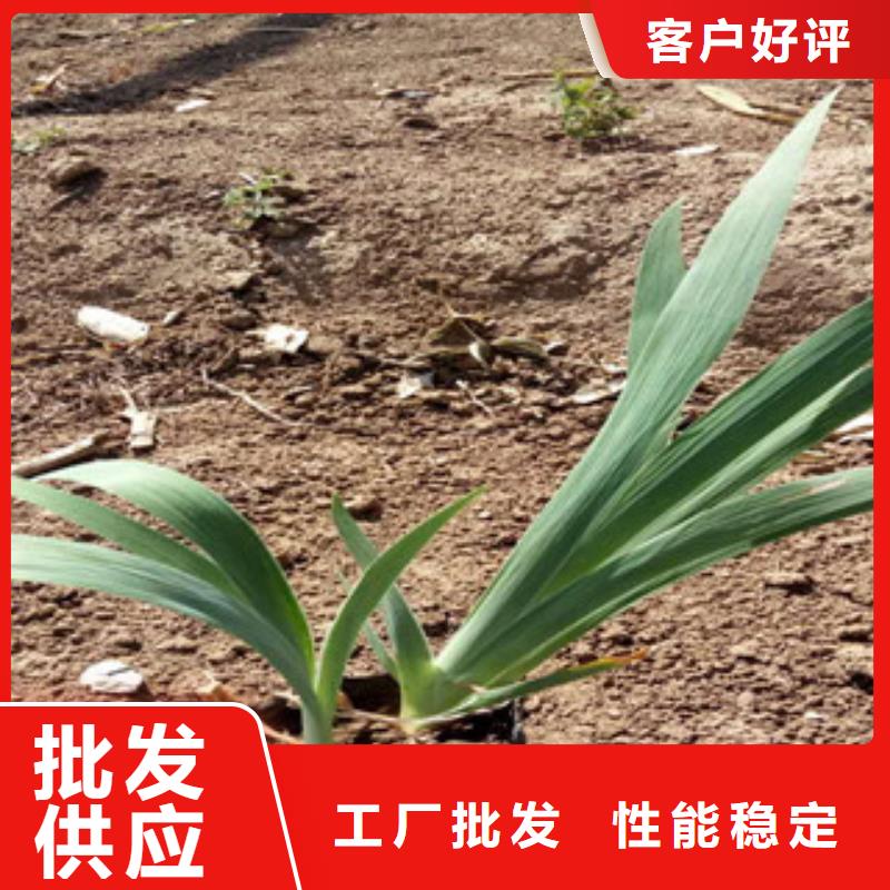 花海景觀【水生植物/荷花睡蓮】今日價格