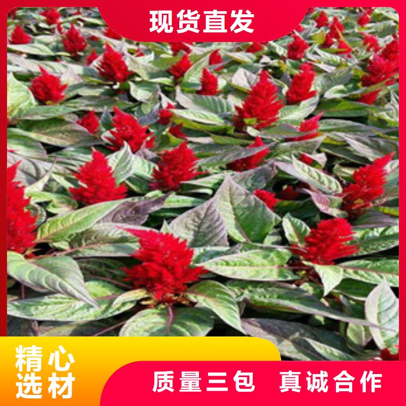 【花海景觀_耐寒耐旱草花基地實力優(yōu)品】