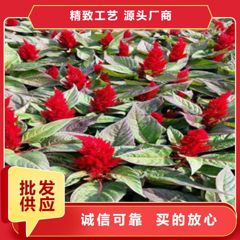 花海景觀_魯冰花/粉黛亂子草工廠現(xiàn)貨供應(yīng)