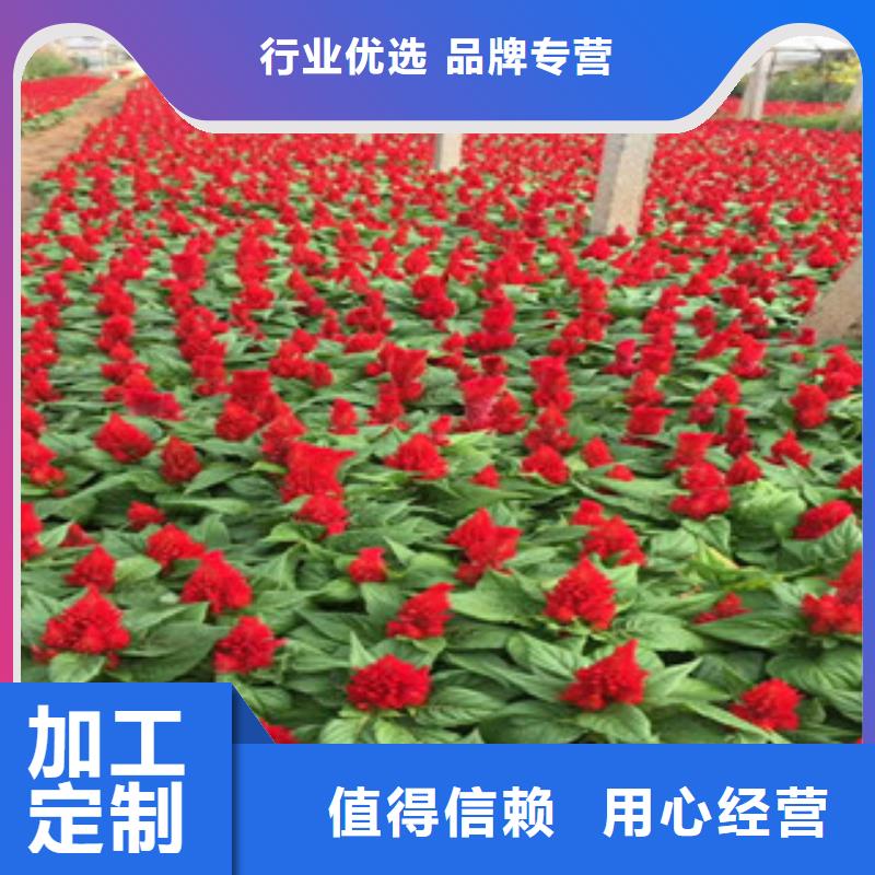 【花海景觀】魯冰花/粉黛亂子草自營品質(zhì)有保障