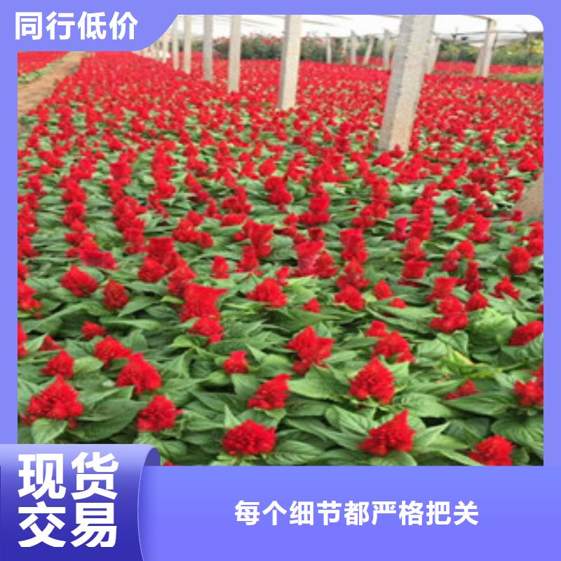 花海景觀【花海景觀工程】現(xiàn)貨滿足大量采購(gòu)