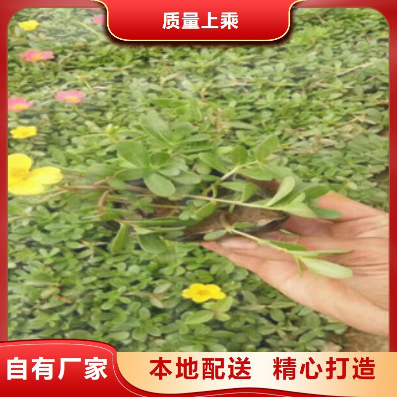 花海景觀_魯冰花/粉黛亂子草工廠現(xiàn)貨供應(yīng)