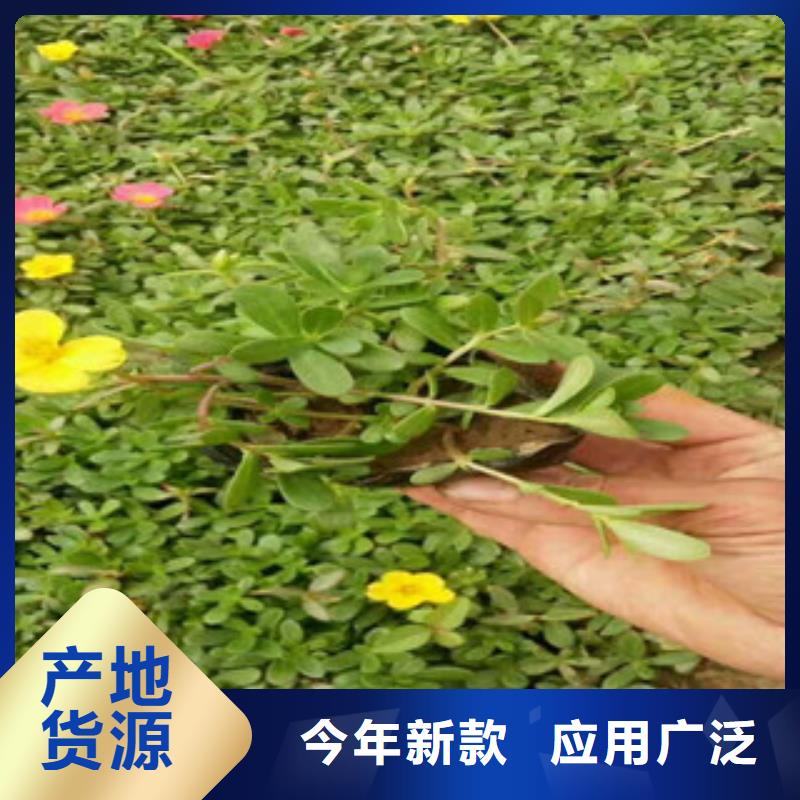 花海景观【水生植物/荷花睡莲】生产安装