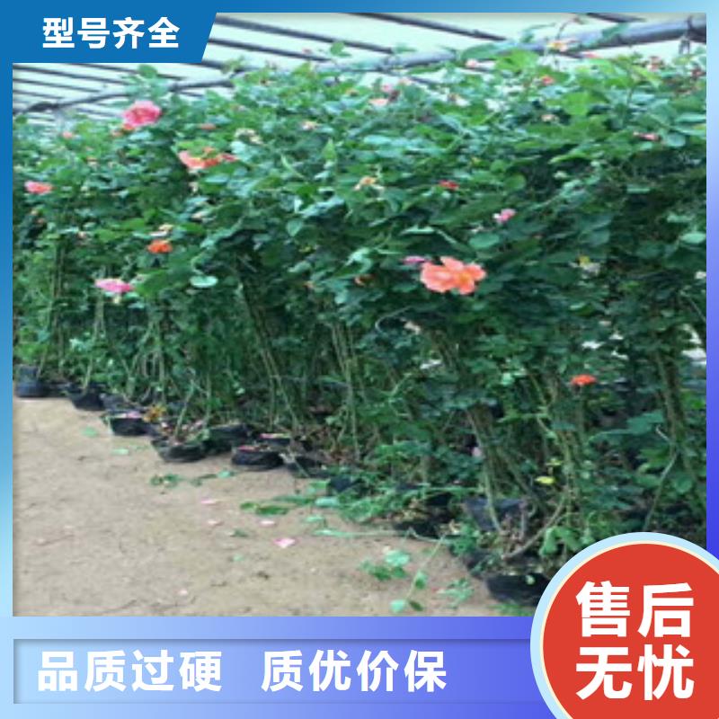 花海景觀宿根花卉基地廠家直銷售后完善