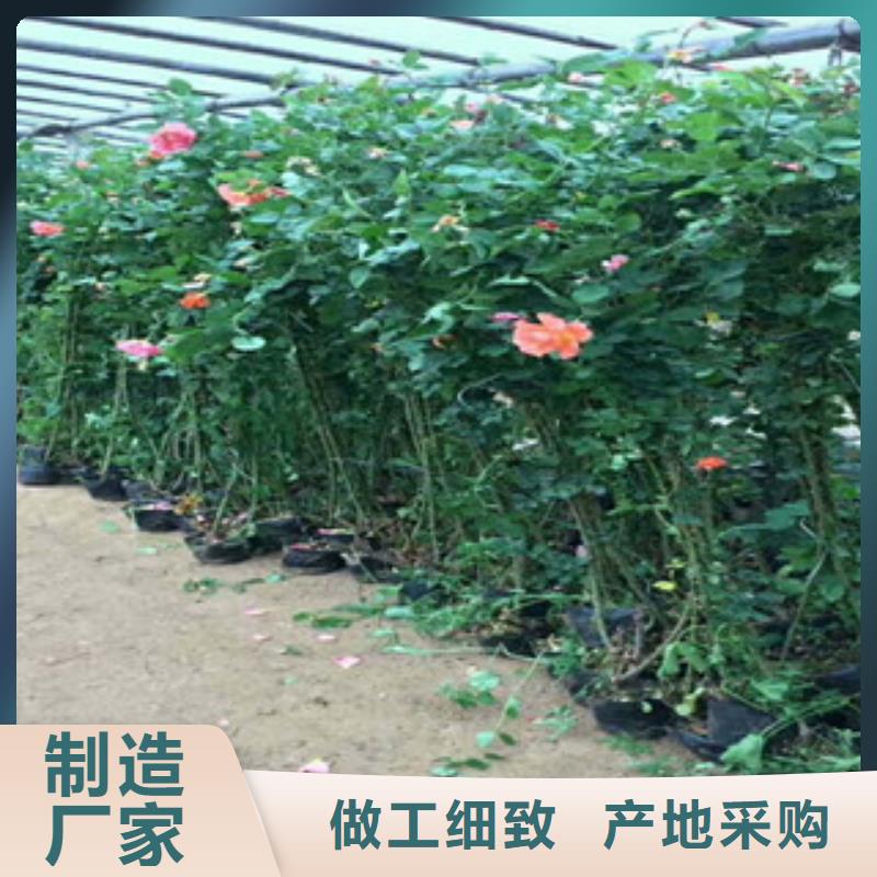 花海景观,鲁冰花/粉黛乱子草自营品质有保障