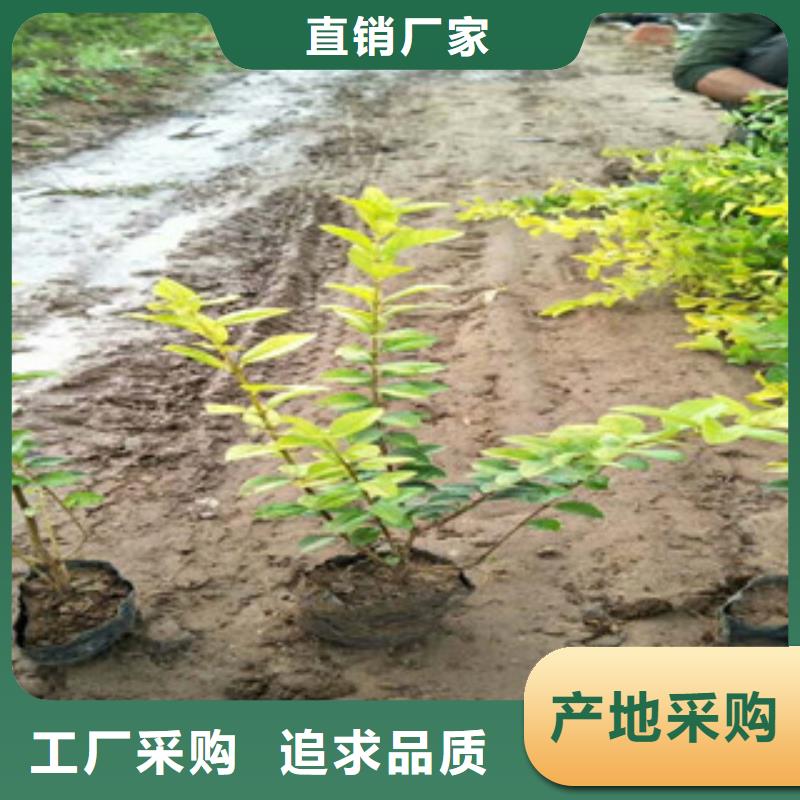 花海景觀水生植物/荷花睡蓮真材實料誠信經營