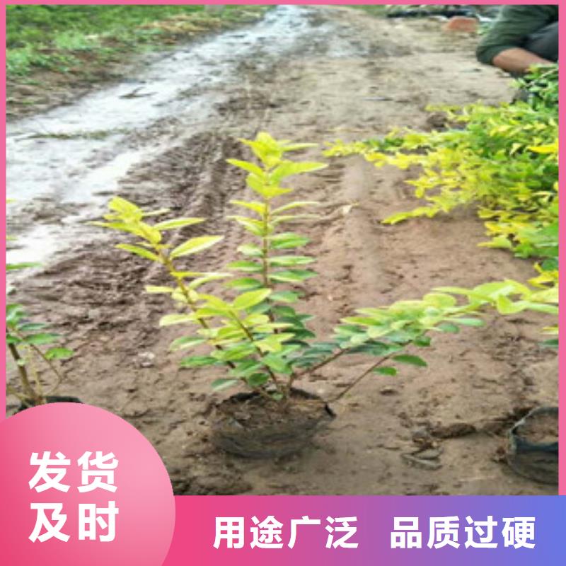 花海景觀【花海景觀工程】現(xiàn)貨滿足大量采購(gòu)