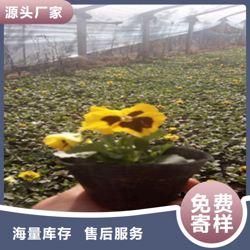 花海景觀,魯冰花/粉黛亂子草自營品質(zhì)有保障