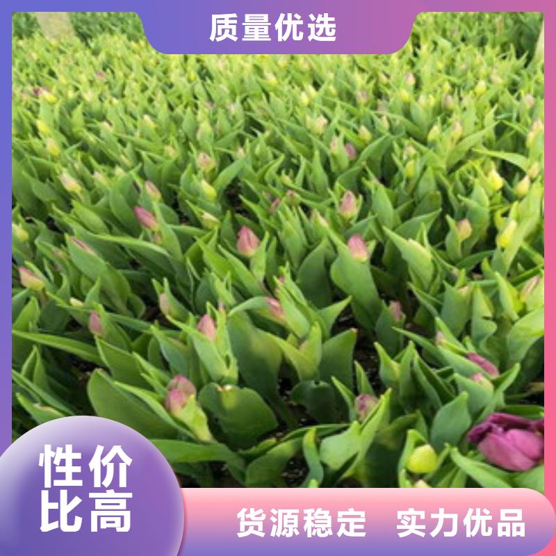 花海景觀【花海景觀工程】現(xiàn)貨滿足大量采購(gòu)