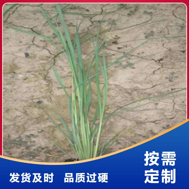 花海景觀【花海景觀工程】現(xiàn)貨滿足大量采購(gòu)