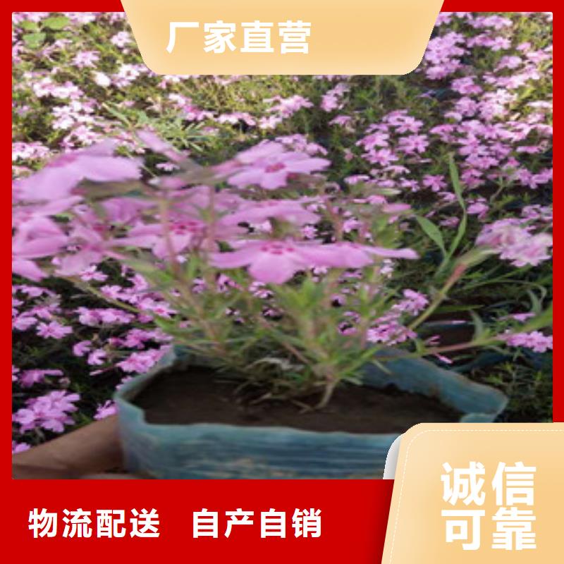 【花海景觀】魯冰花/粉黛亂子草自營(yíng)品質(zhì)有保障