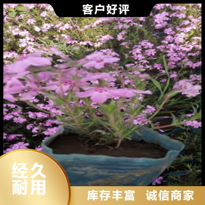 花海景觀,【宿根花卉基地】資質認證