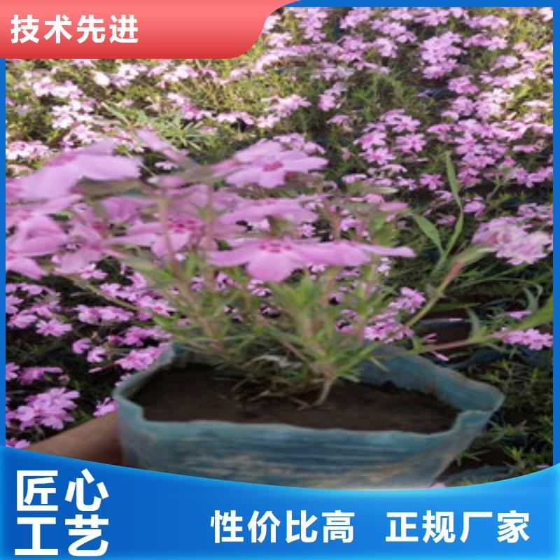 花海景觀_花海景觀工程有實力有經驗