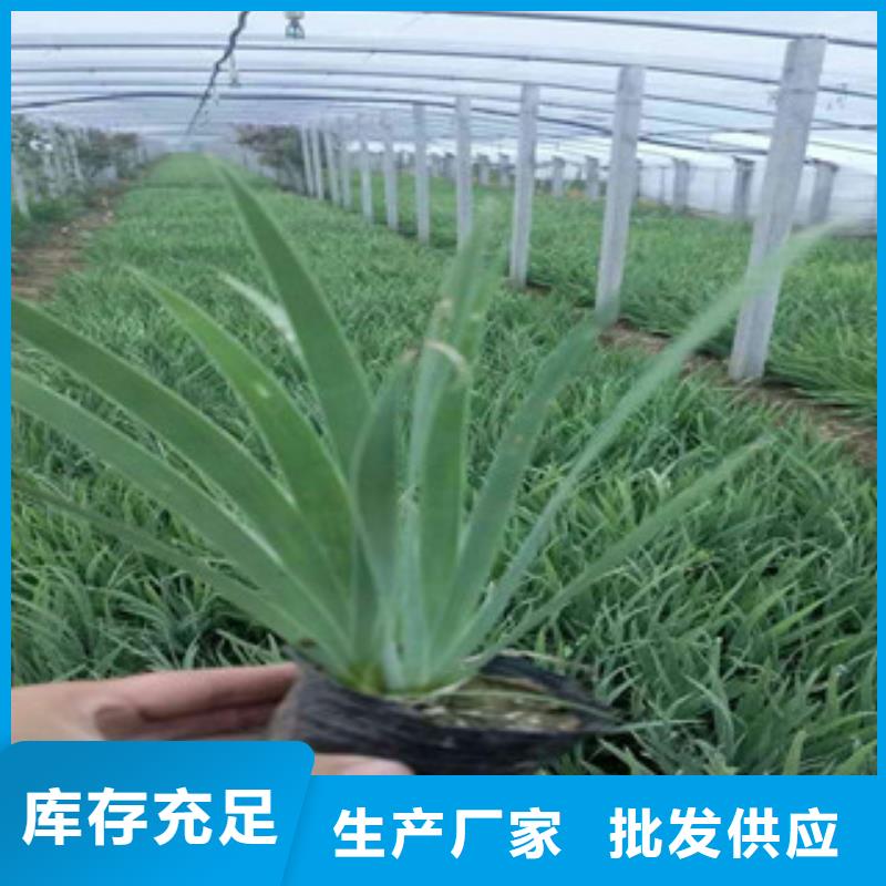 花海景觀耐寒耐旱草花基地真材實料加工定制