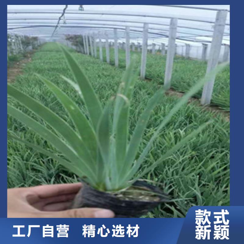 【花海景觀】魯冰花/粉黛亂子草自營品質(zhì)有保障