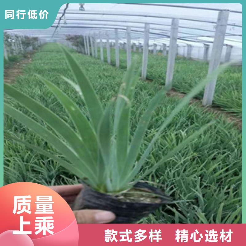 花海景觀_花海景觀工程大量現(xiàn)貨供應