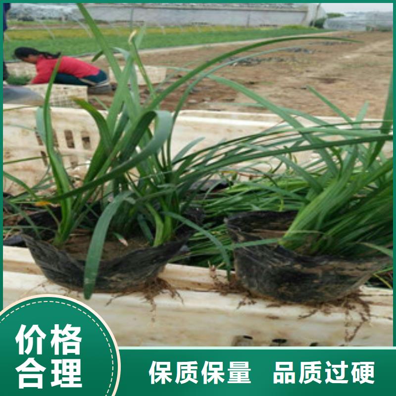 花海景观耐寒耐旱草花基地款式新颖