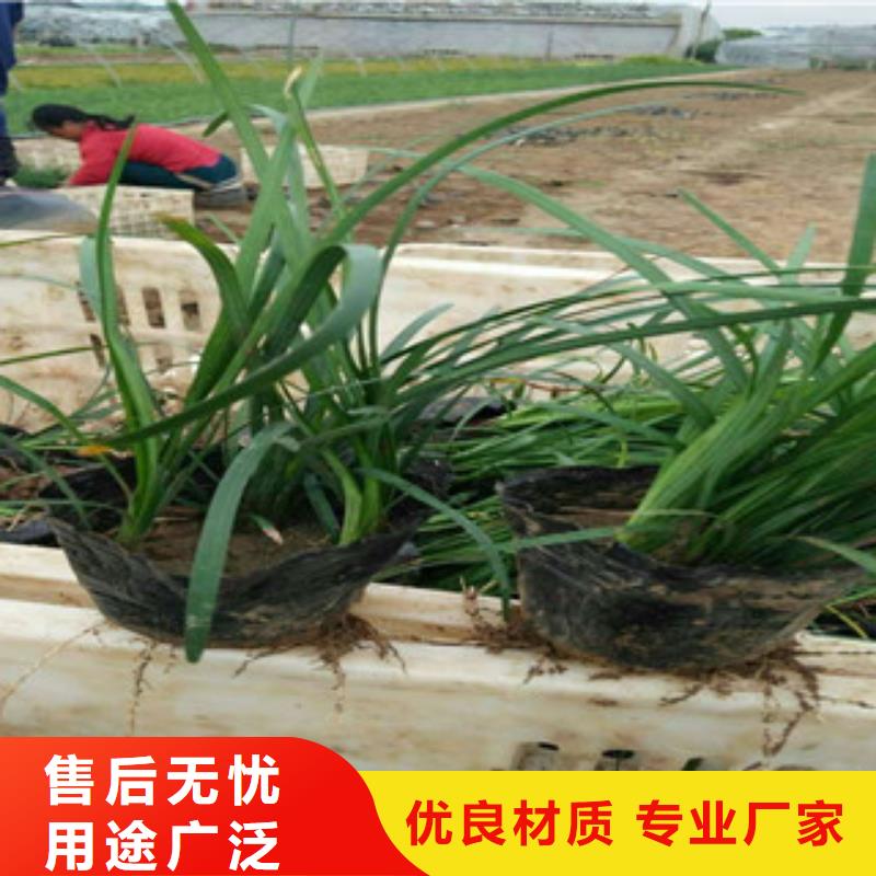 花海景觀【水生植物/荷花睡蓮】今日價格