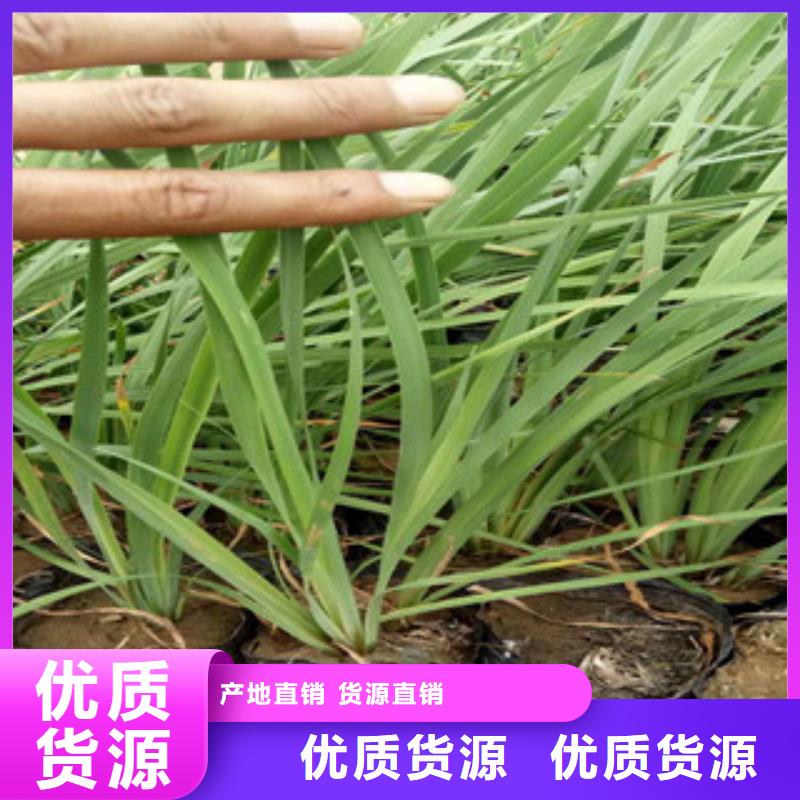 花海景觀【水生植物/荷花睡蓮】今日價格