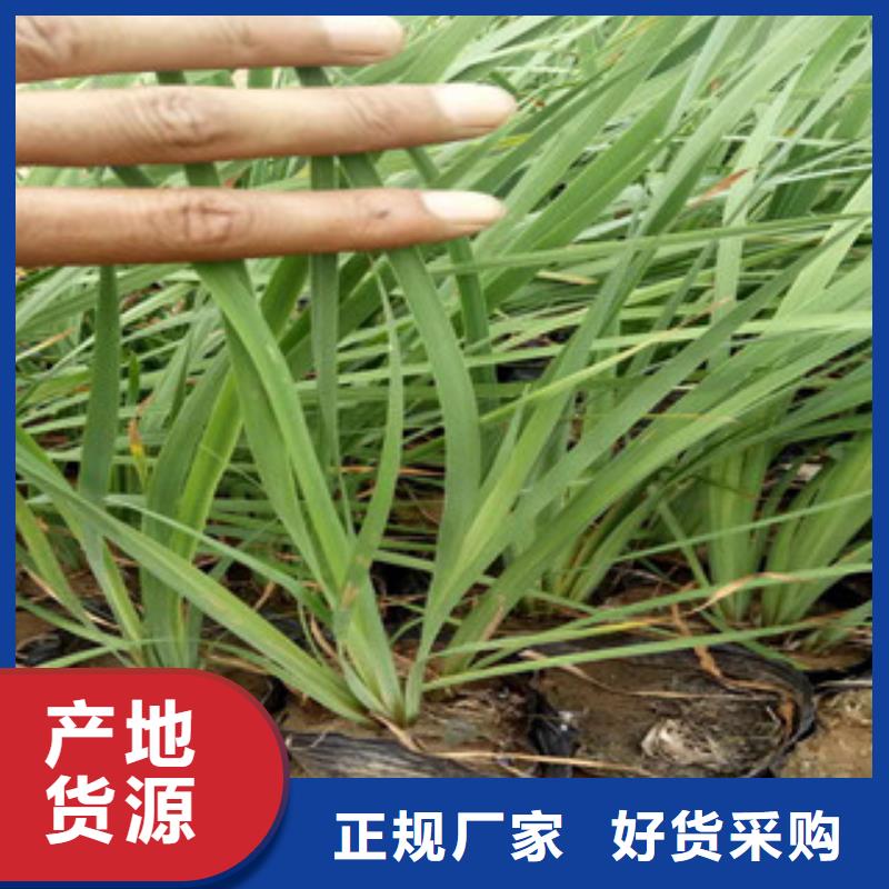 【花海景观水生植物/荷花睡莲每个细节都严格把关】