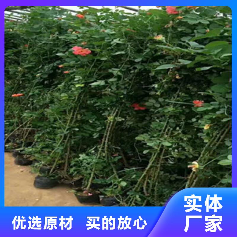 花海景观柳叶马鞭草/薰衣草准时交付