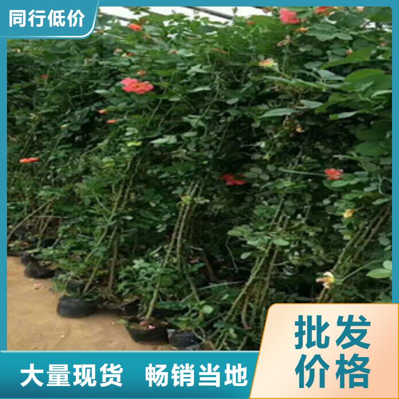 花海景观水生植物/荷花睡莲好品质用的放心