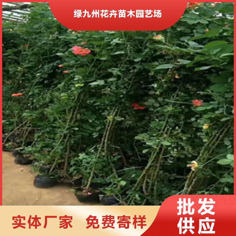 花海景观【花海景观工程】现货满足大量采购