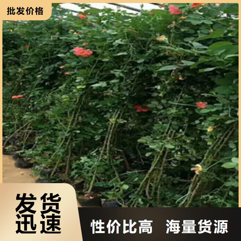 花海景觀花海景觀工程價格合理