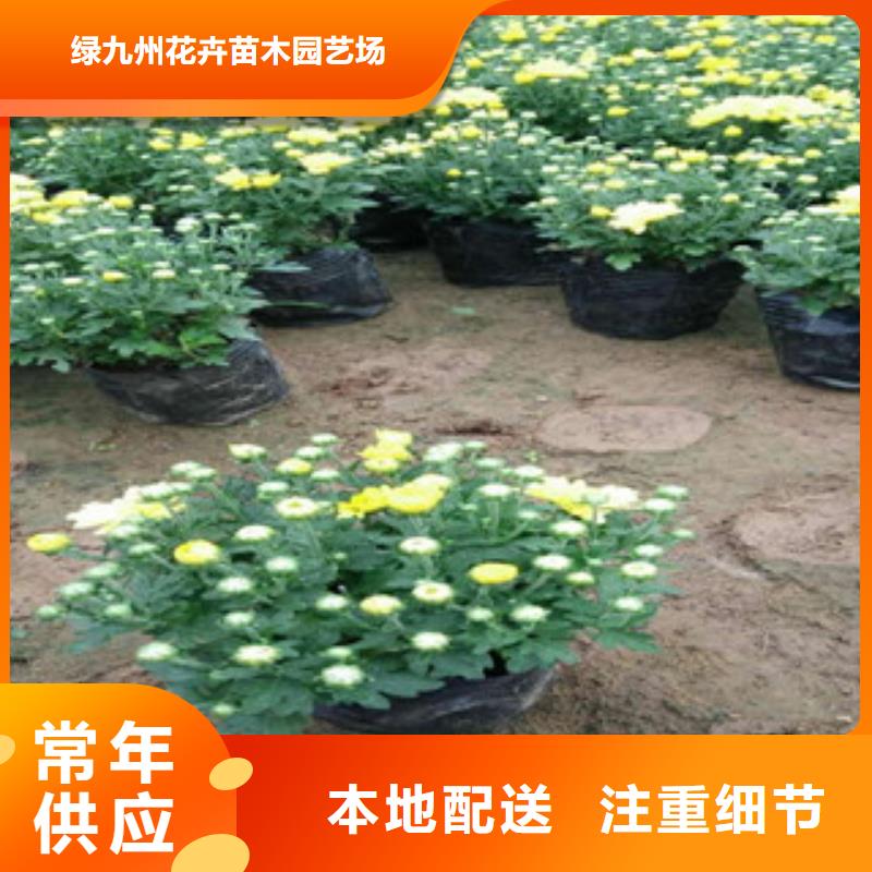 【花海景观】-五一国庆草花批发严选用料