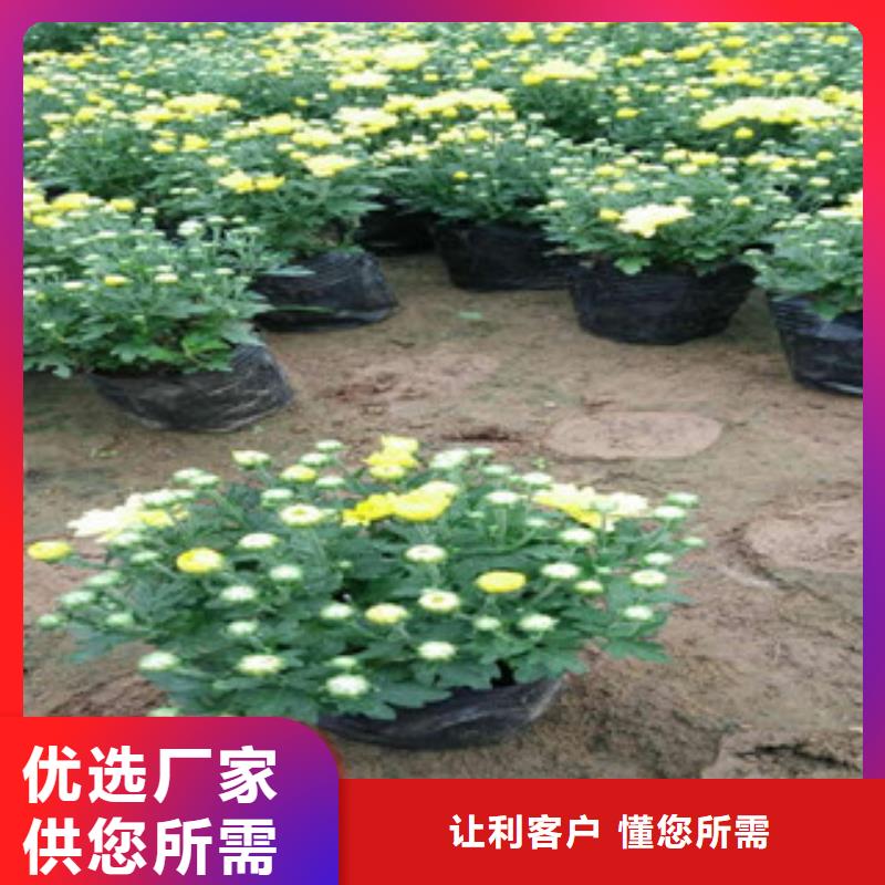 花海景觀時令花卉/綠化草花價格今年新款