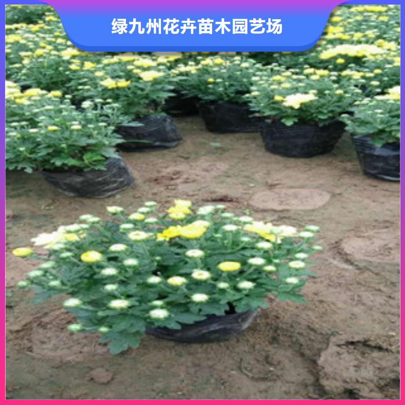 花海景观耐寒耐旱草花基地货品齐全