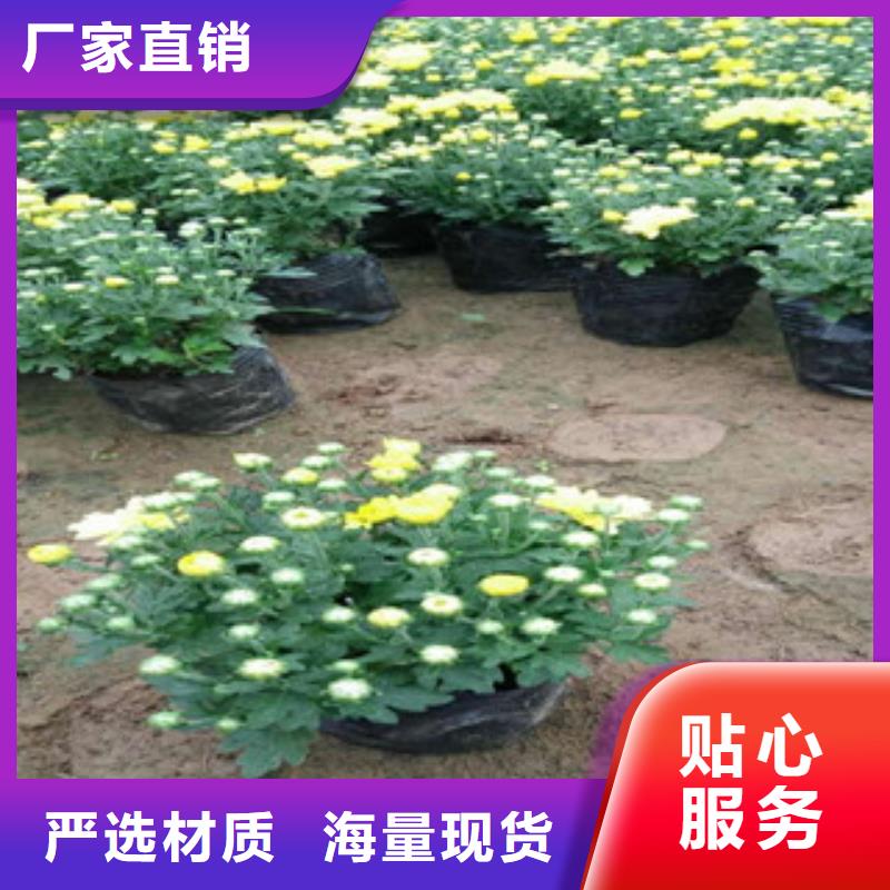 花海景觀_花海景觀工程大量現(xiàn)貨供應(yīng)