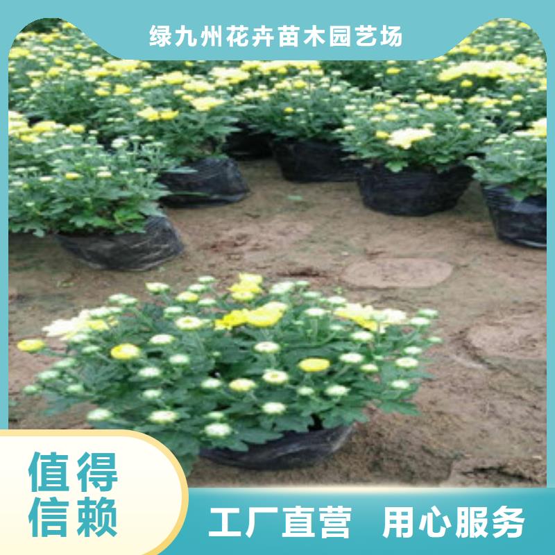 花海景观【花海景观工程】为您精心挑选