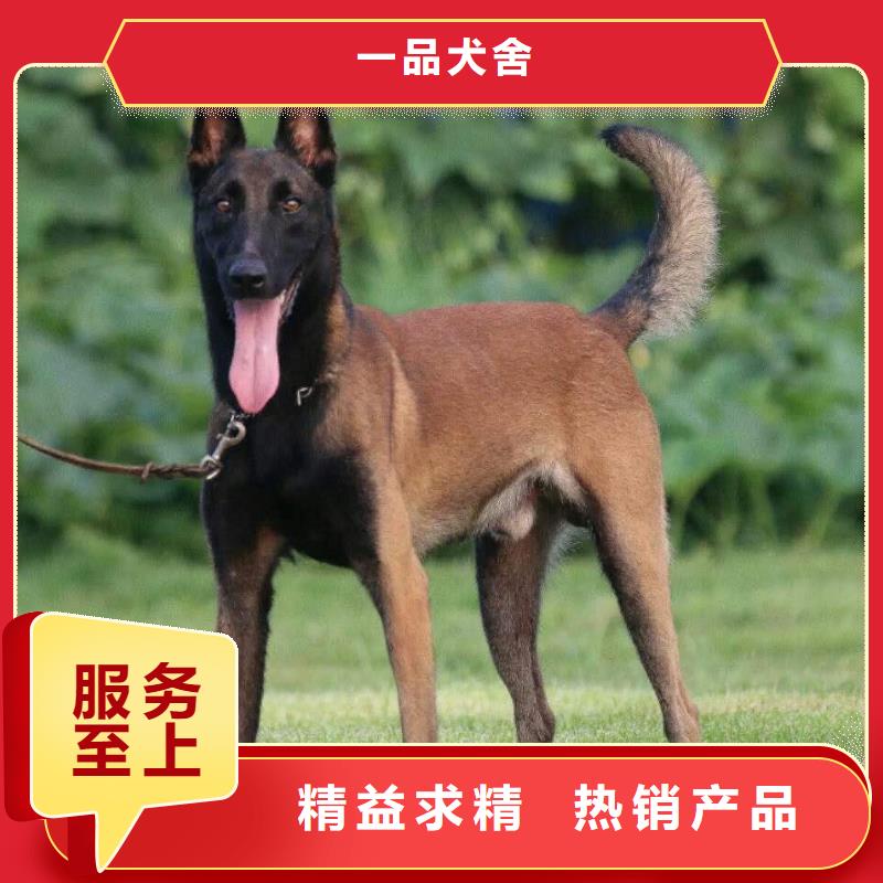 【马犬】_卡斯罗犬供货及时