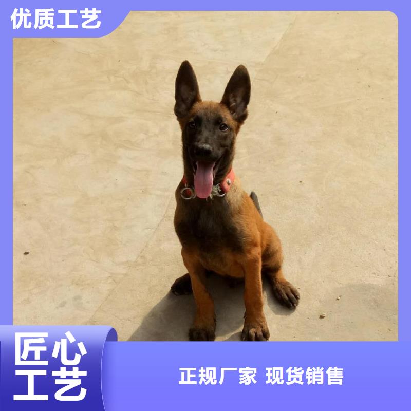 【马犬】_卡斯罗犬供货及时