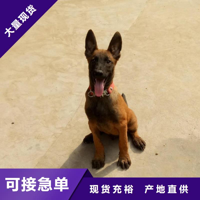 马犬_【卡斯罗犬】真正的源头厂家{一品}