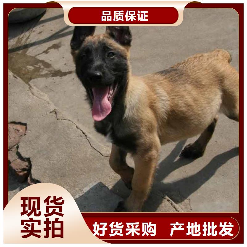 马犬_【卡斯罗犬】真正的源头厂家{一品}
