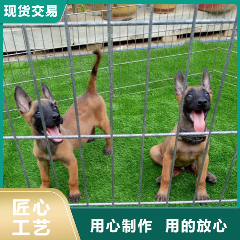 马犬_【卡斯罗犬】真正的源头厂家{一品}